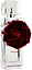 Banana Republic Wildbloom Rouge