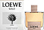Loewe Solo Loewe Cedro
