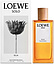 Loewe Solo Loewe Ella