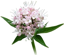 валериана