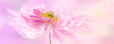 Духи с ароматом пиона