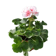 пеларгония
