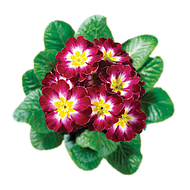 примула