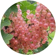 розовая смородина