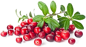 листья клюквы