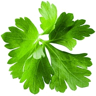 листья кориандра