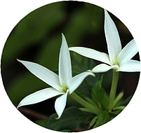 каро-корунд