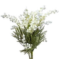 белая мимоза