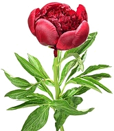 дикий пион