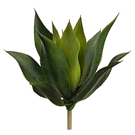 агава