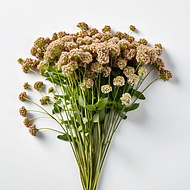 гречка