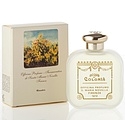 Santa Maria Novella Ginestra Broom
