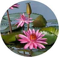 водяные цветы