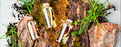 Древесные ароматы