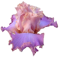 флорентийский ирис