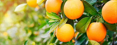 Цитрусовые ароматы