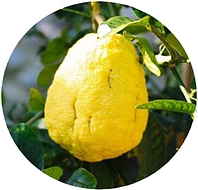 марокканский цедрат