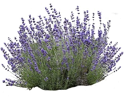 абсолю лаванды