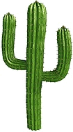 кактус