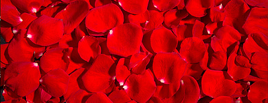 Ароматы с нотой розы. Королева цветов в парфюмерии