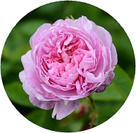 роза сентифолия
