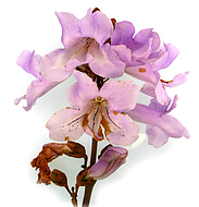 павловния