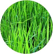 зеленые аккорды