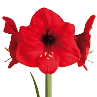 амариллис