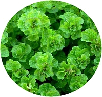 кудрявая мята
