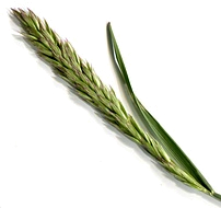 душистый колосок (sweetgrass)