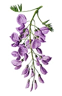 глициния