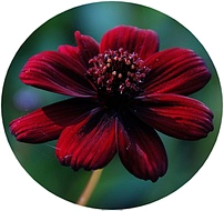 цветок chocolate flower