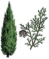 виргинский кедр