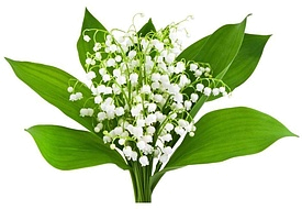 конвалия
