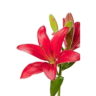 лилия