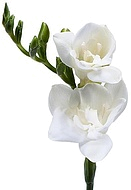 фрезия белая
