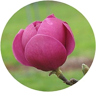 черная магнолия